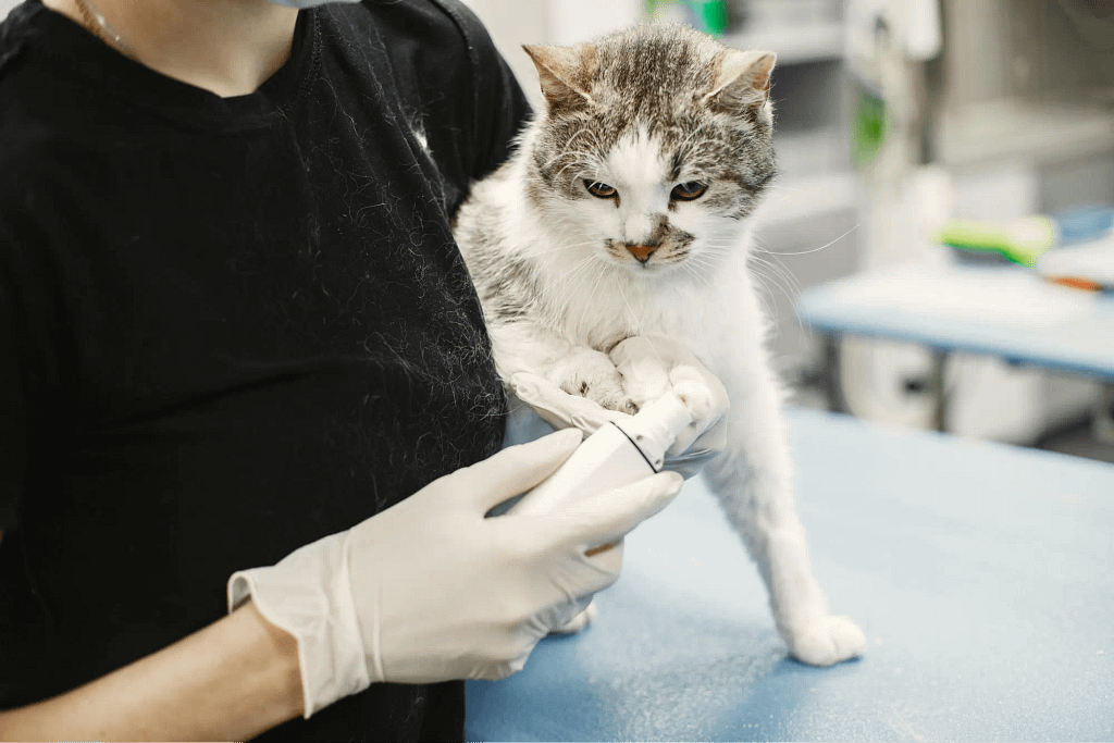Authorized User Training for Feline I-131