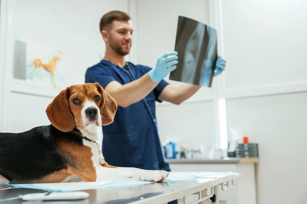 Tech looking at X-ray results with a beagle