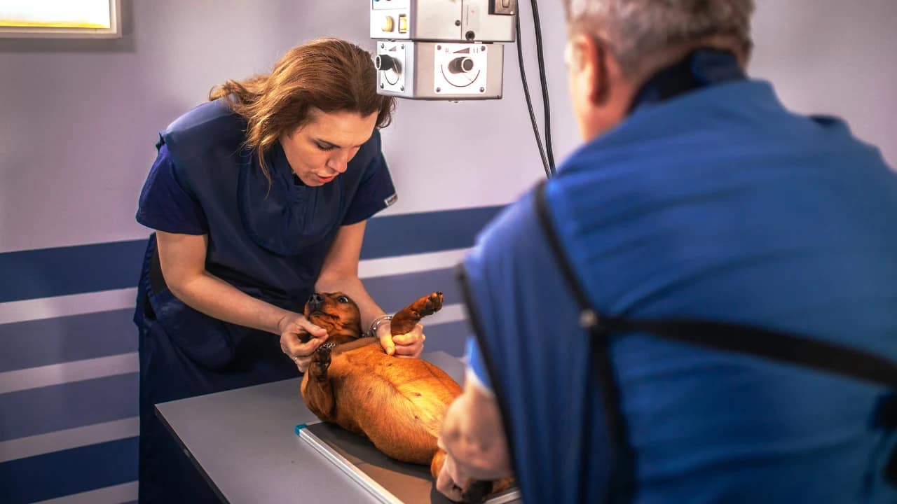 Veterinary Radiation Shielding Design for X-Ray