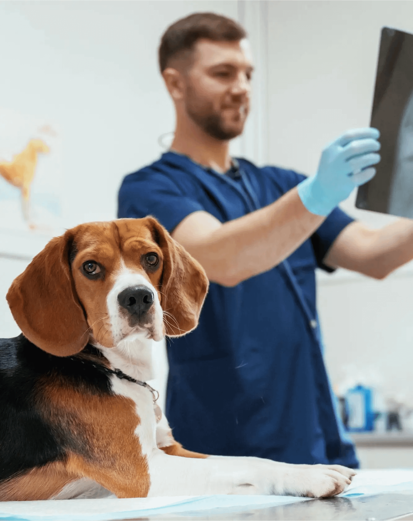 Beagle and vet x-ray tech