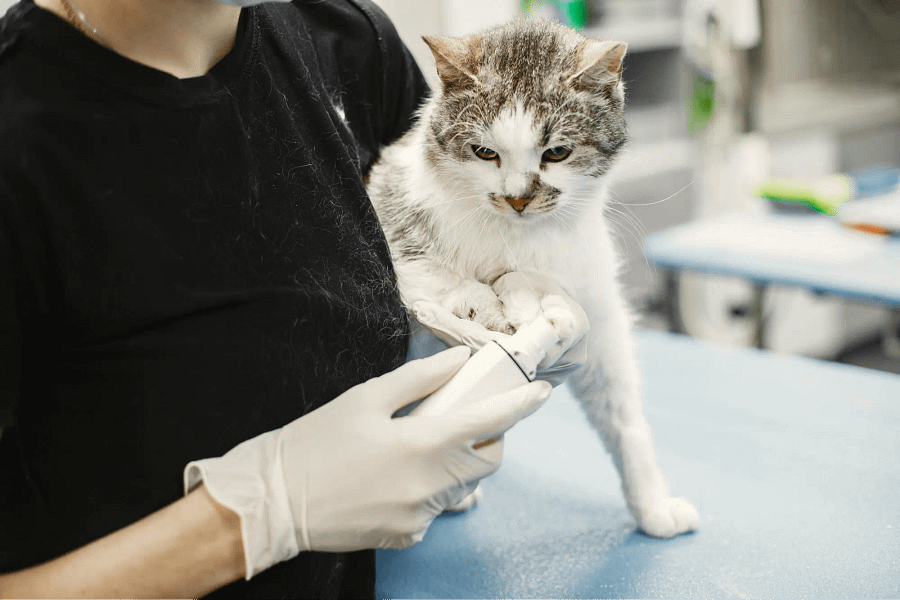 Authorized User Training for Feline I-131